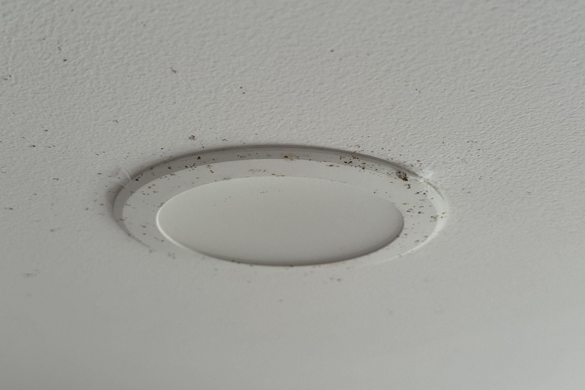 How to clean fruit fly poop