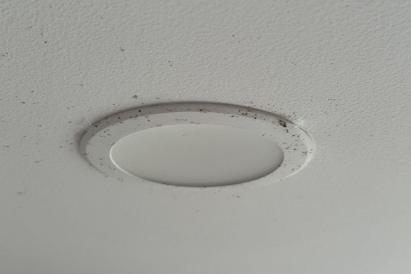 How to clean fruit fly poop