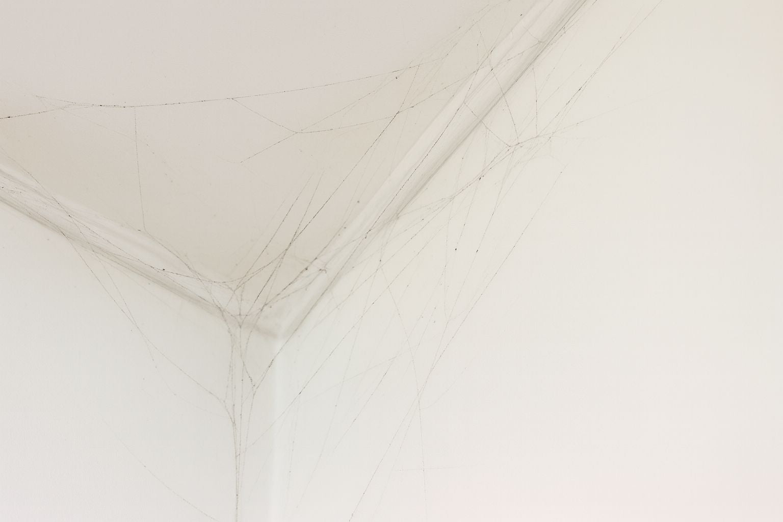 How to clean cobwebs from ceilings and corners