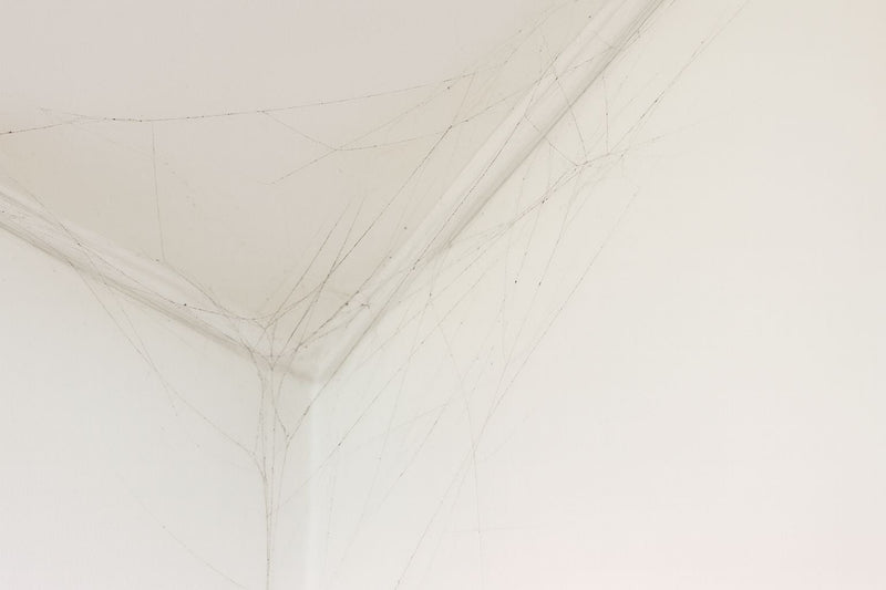 How to clean cobwebs from ceilings and corners